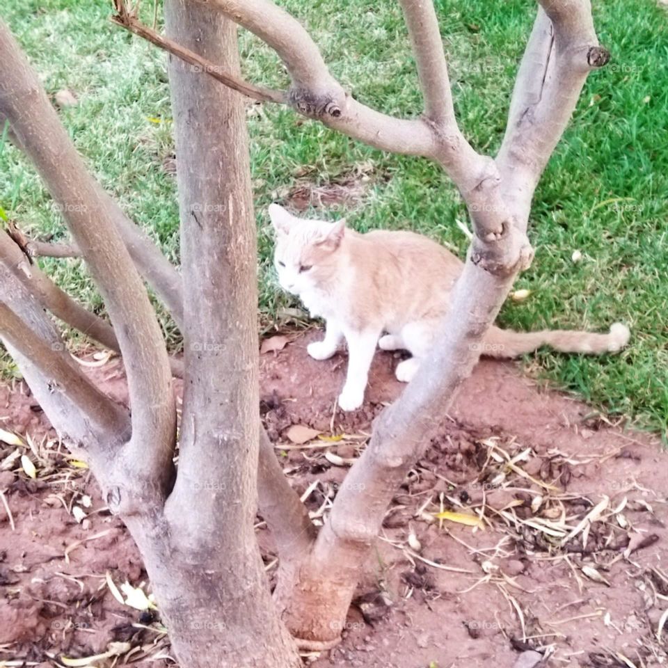 Beautiful cat in the garden