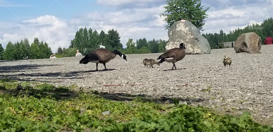 AK ducks protecting their ducklings