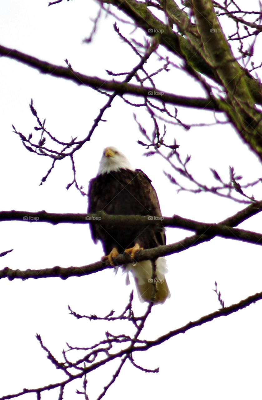 American bald eagle