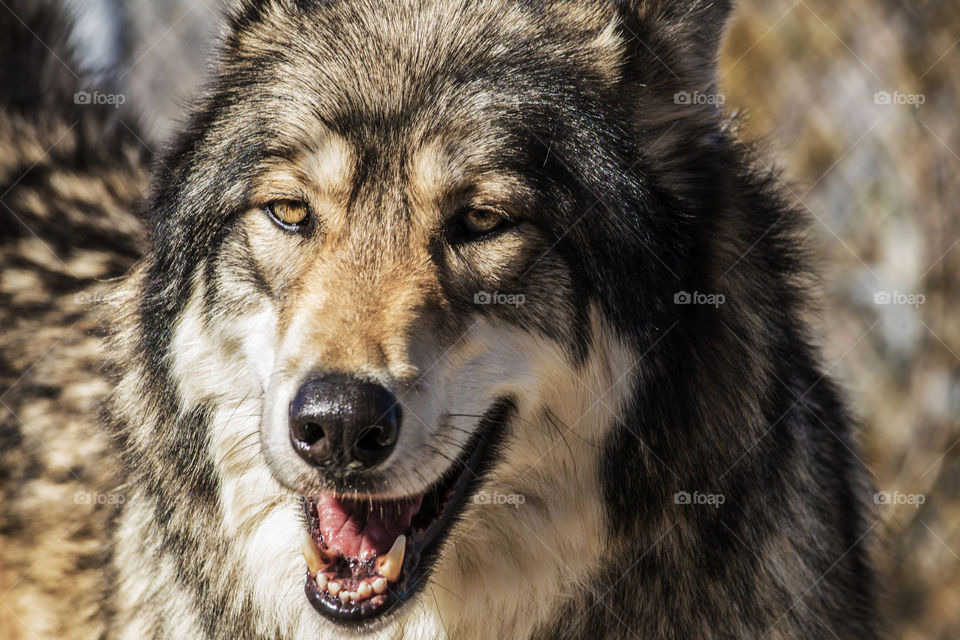Wolf Face 