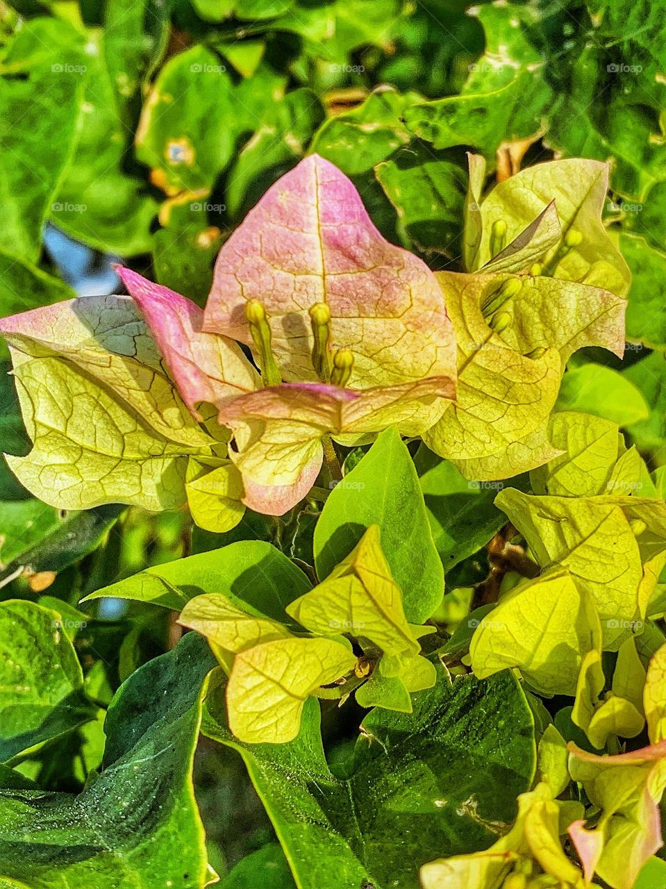 PINK FLOWER