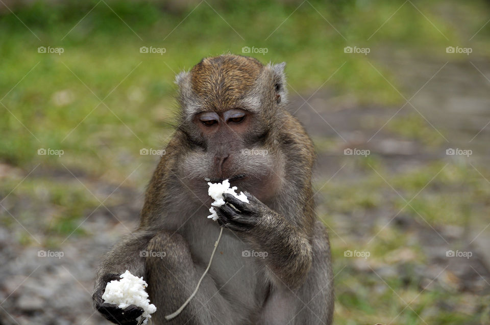 PHOTO STORY: A long-tailed ape when looking for food in a garbage can, Tuesday, December 25, 2018, in the Volcano Mountain area, Sleman, Yogyakarta. 

Photo: 4