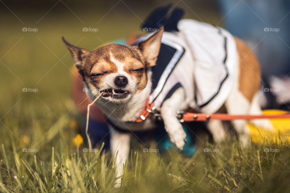 funny Chihuahua enjoy chewing the summer grass. Sunny day.