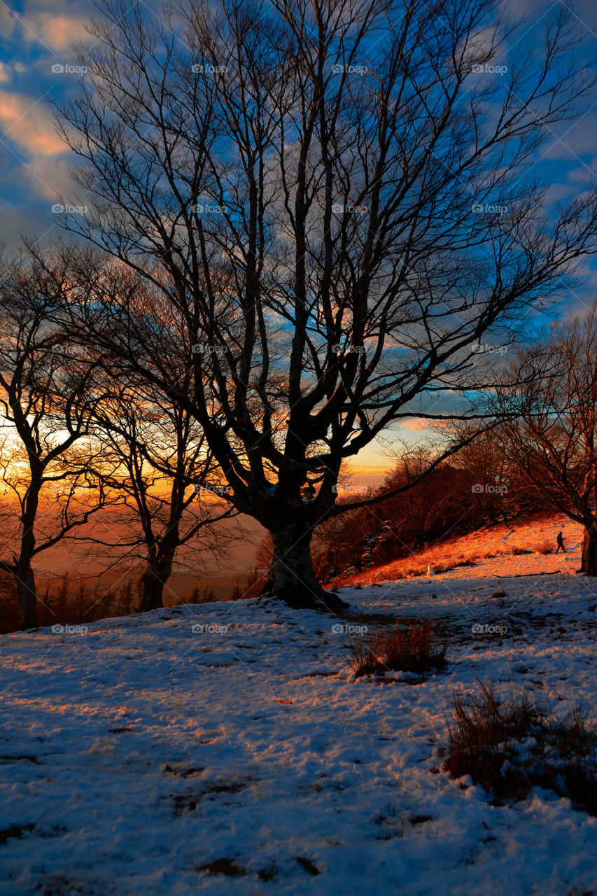 Tree, suntet and snow