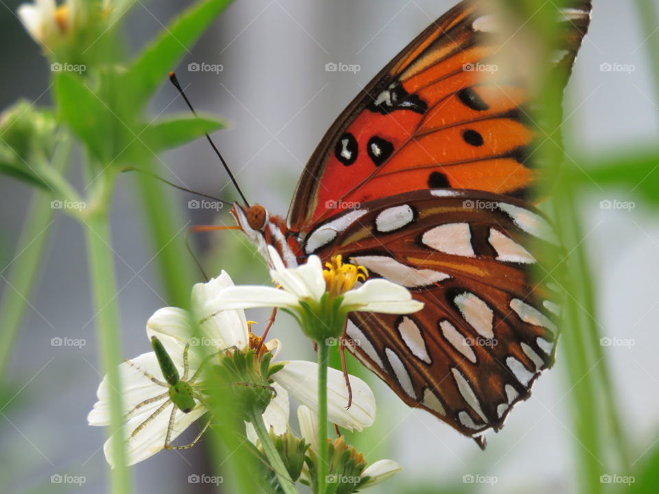 Butterfly and spider sharing
