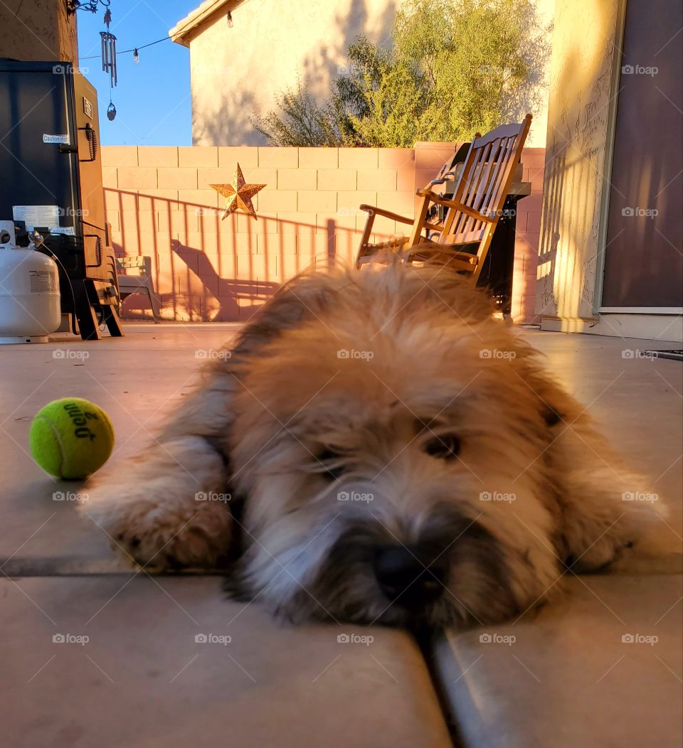 After a fast game of playing fetch with a tennis ball, our 6 month old Wheaten Terrier can't play anymore