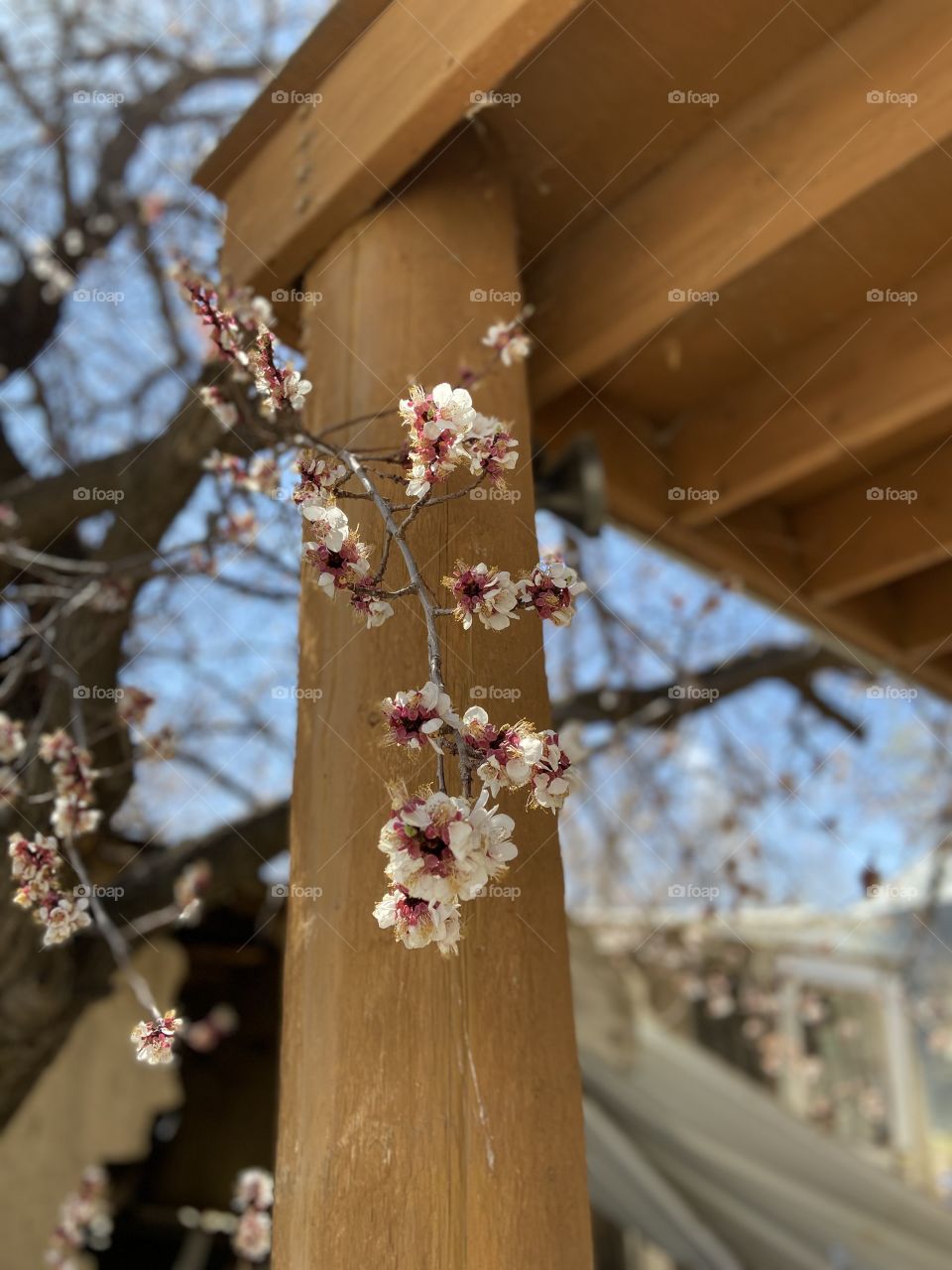 Apricot flowers