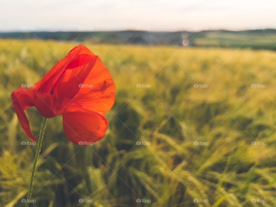 Poppy blooming in front of a wheat field.