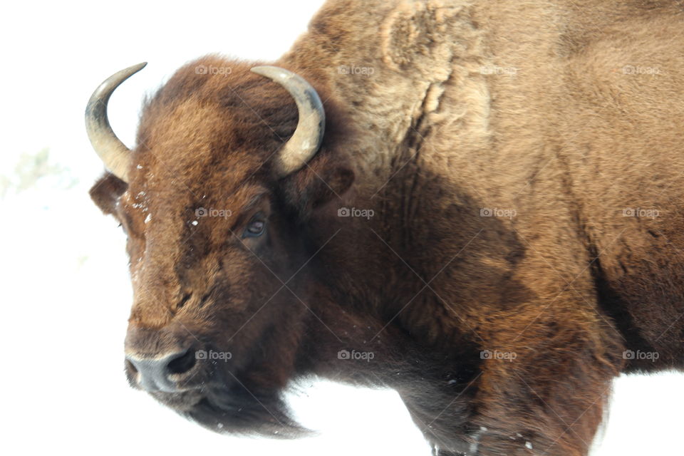 American Bison up close