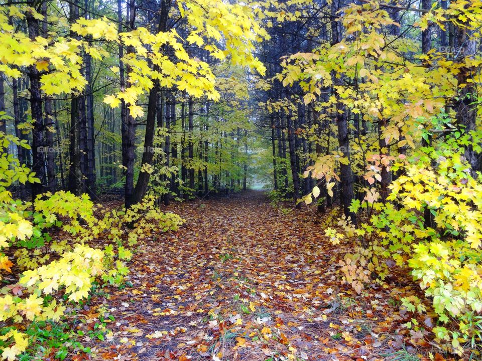 Autumn in Ontario , trail  Oro-Medonte Ontario  horseshoe valley . Yellow leaved trees will leaf covered ground 