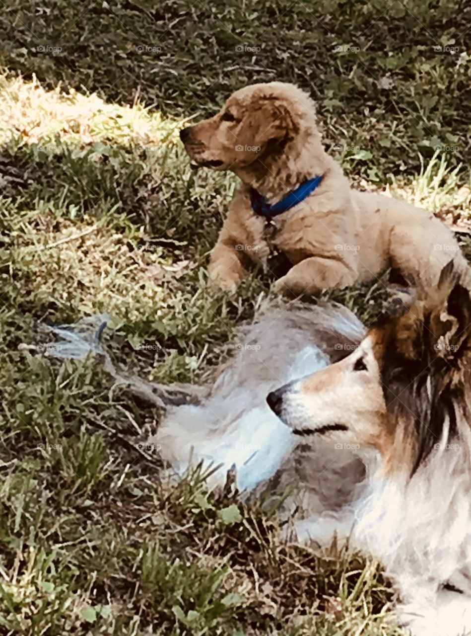 Golden Retriever puppy and Rough Collie. 