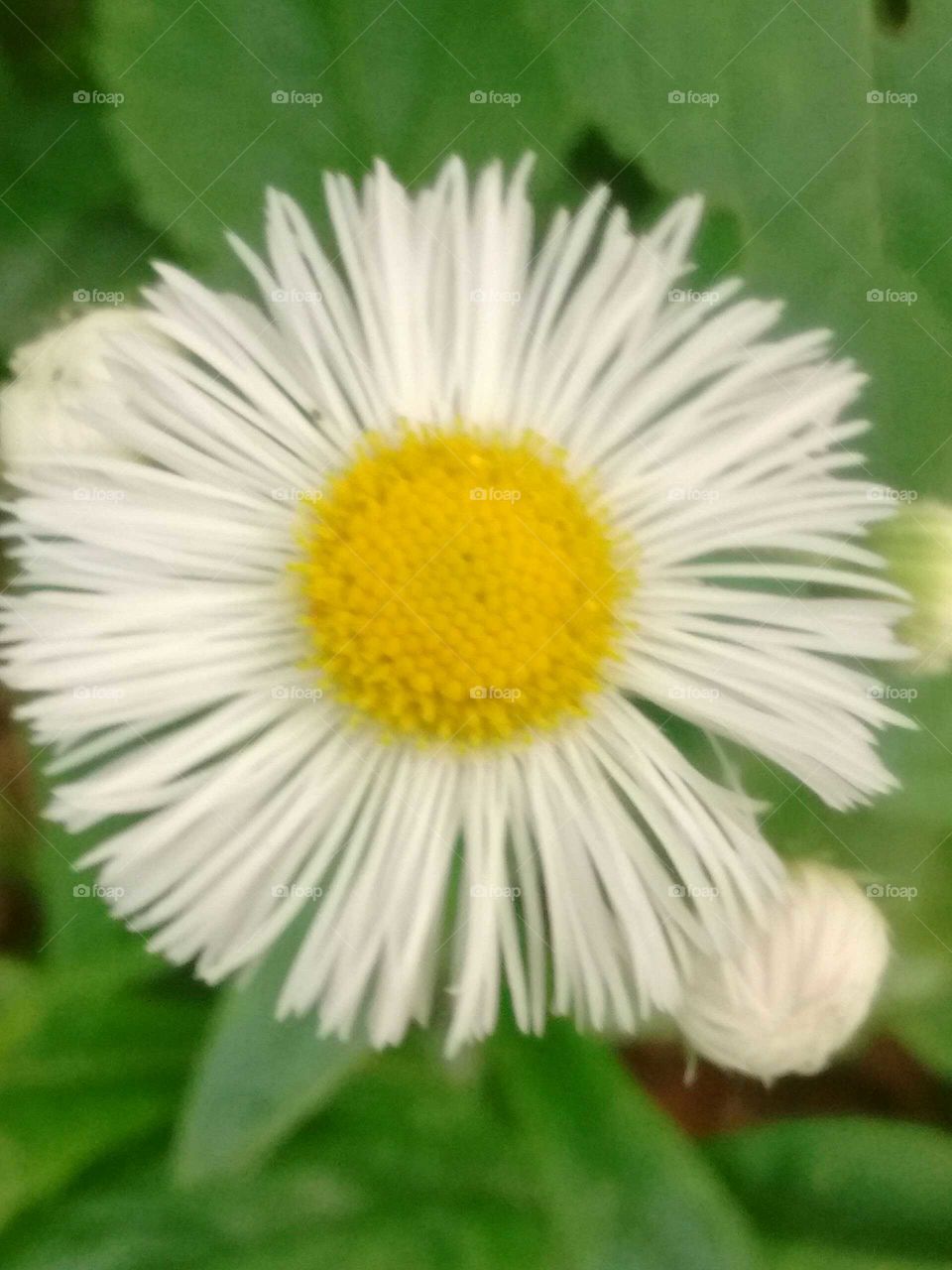 pretty little Daisy