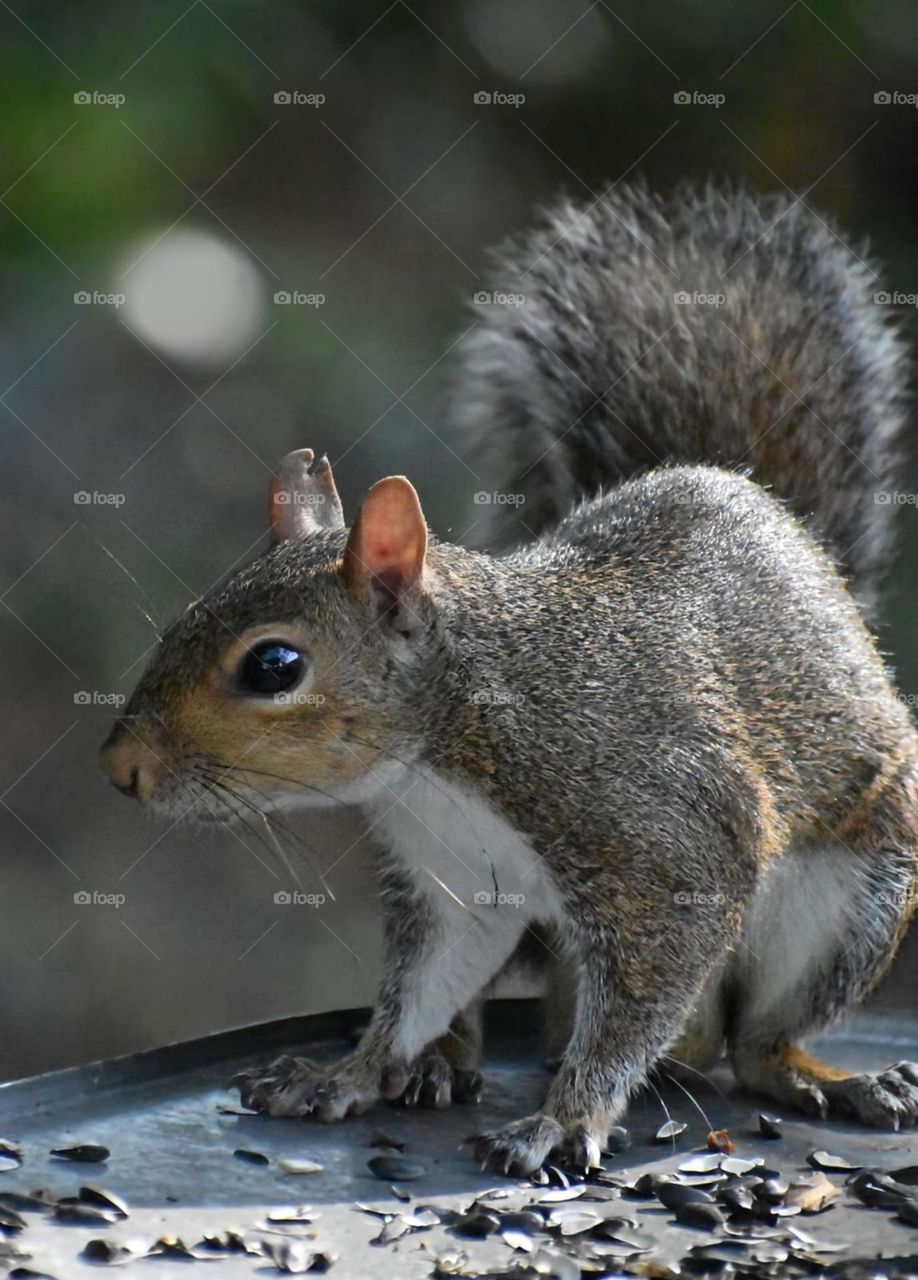 This squirrel looks intent on something