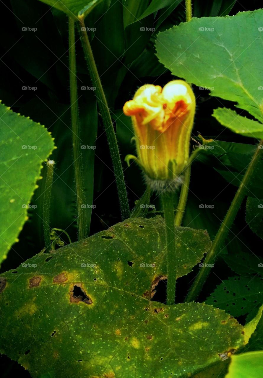 pumpkin flower