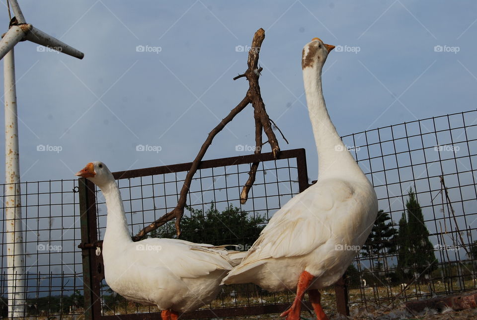 Bird, No Person, Goose, Poultry, Nature