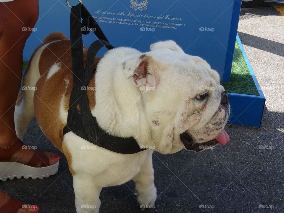 Sweet bulldog