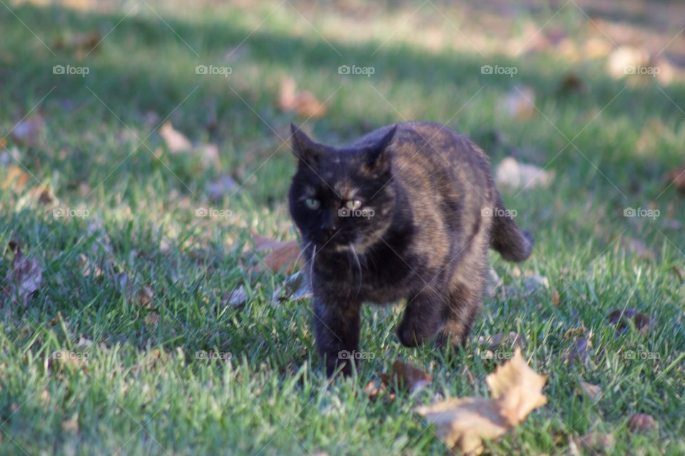 A tortoise shell cat, trotting through the grass off to another adventure