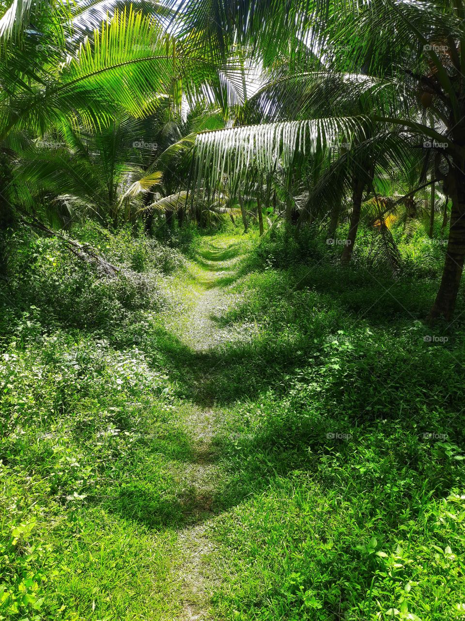 Shadows of coconut trees..