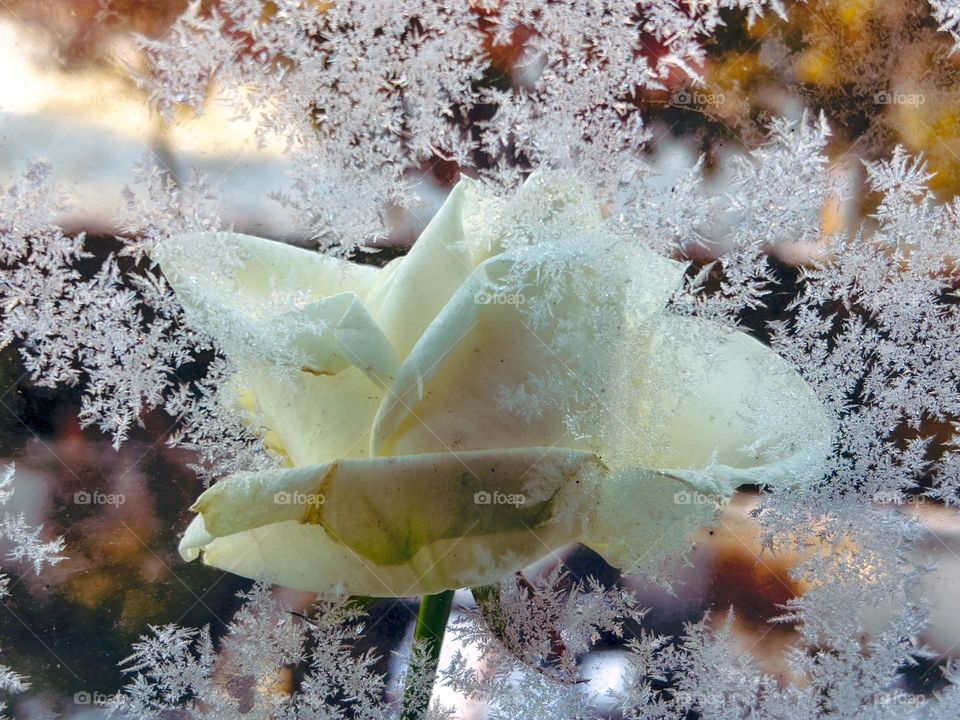 White rose with frozen snow crystals on a glass window.