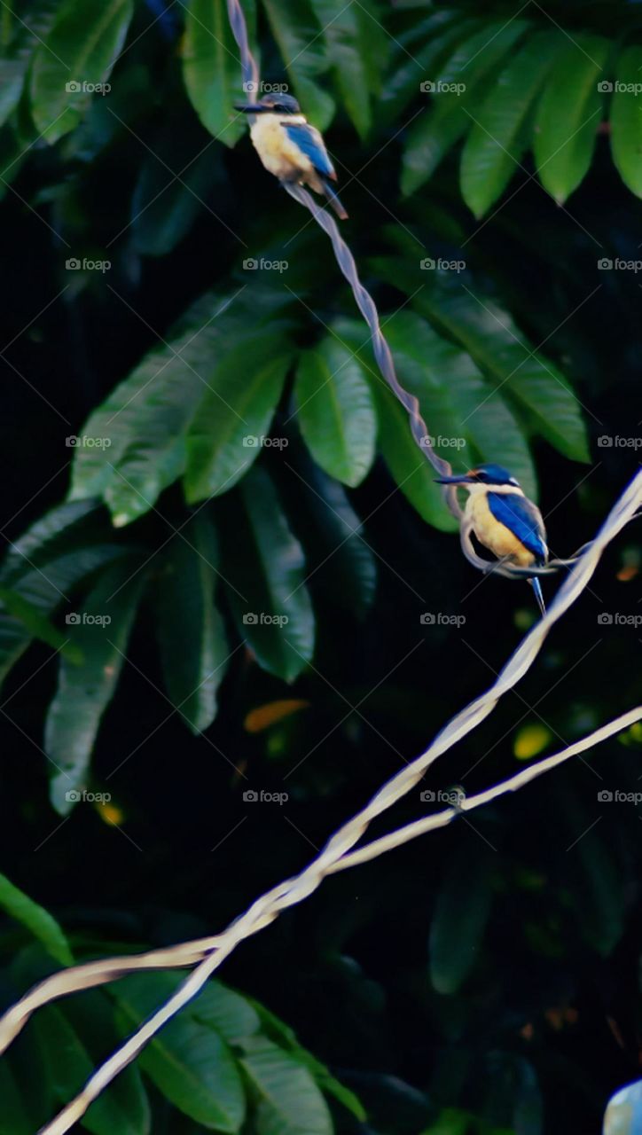 Two Raja Udang Birds