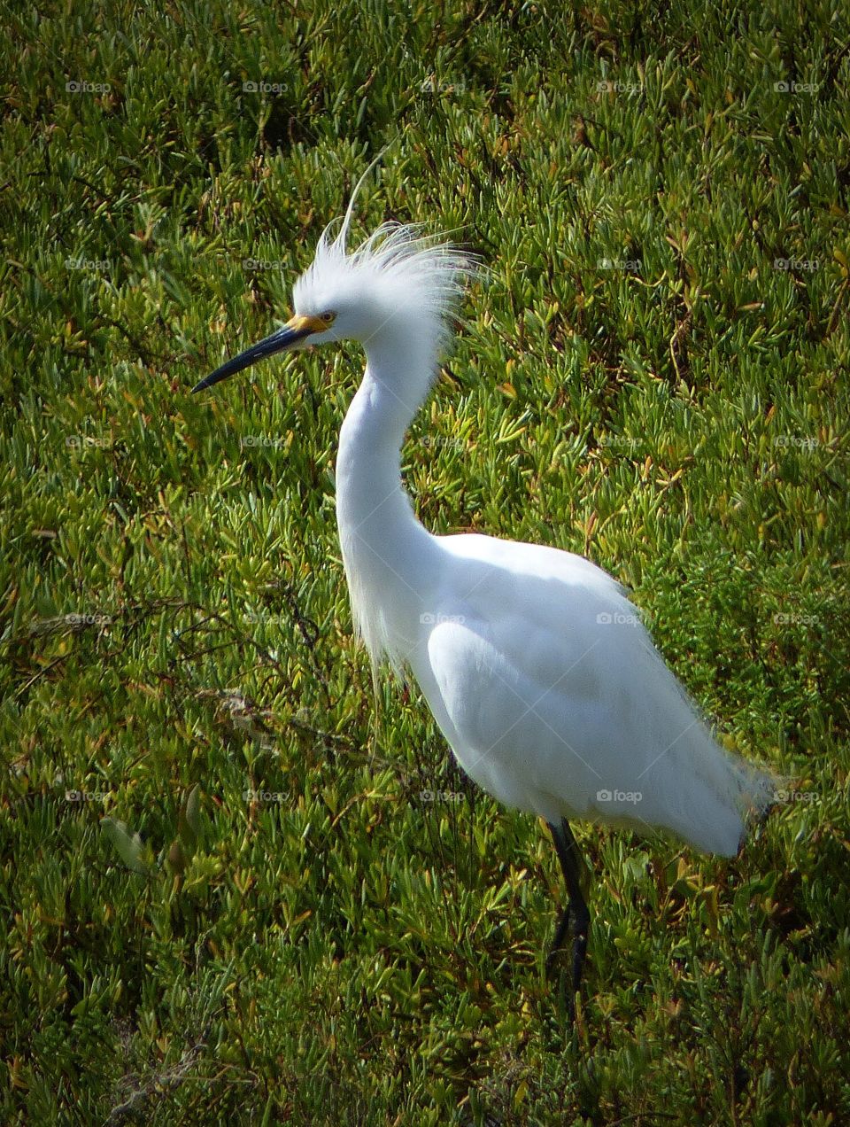 Snowy egret alpha bird