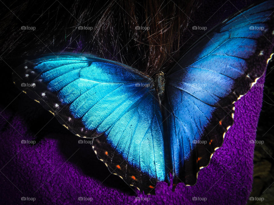 Beautiful blue butterfly sitting on a sleeve