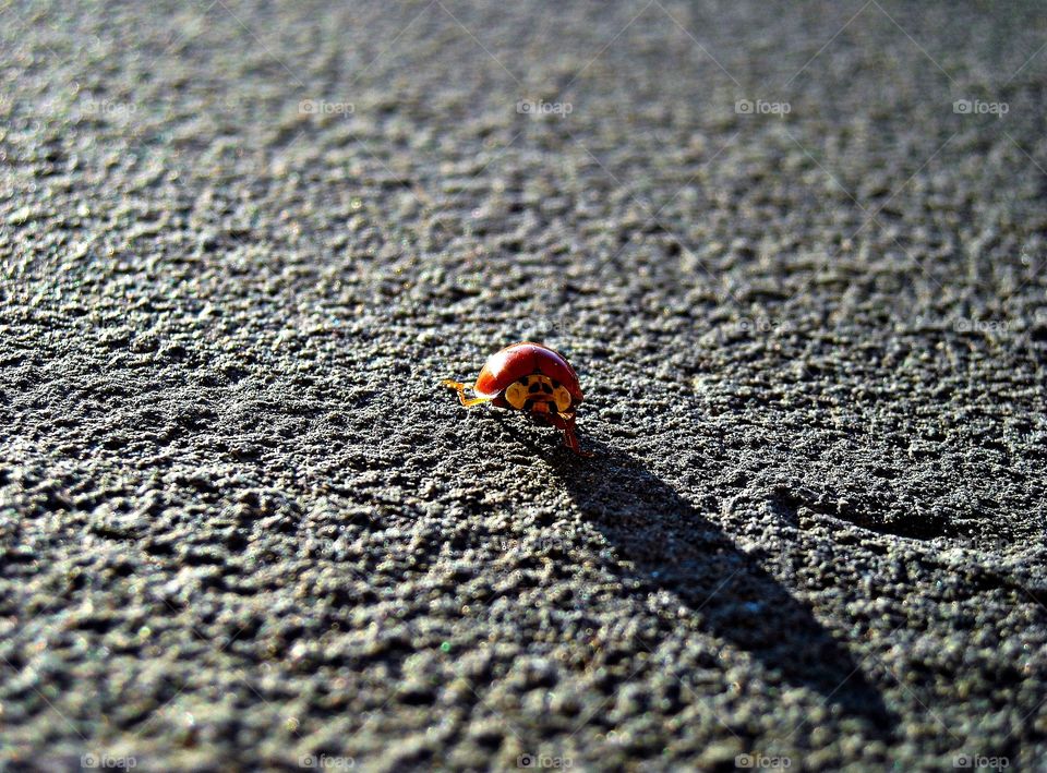Ladybug Walking