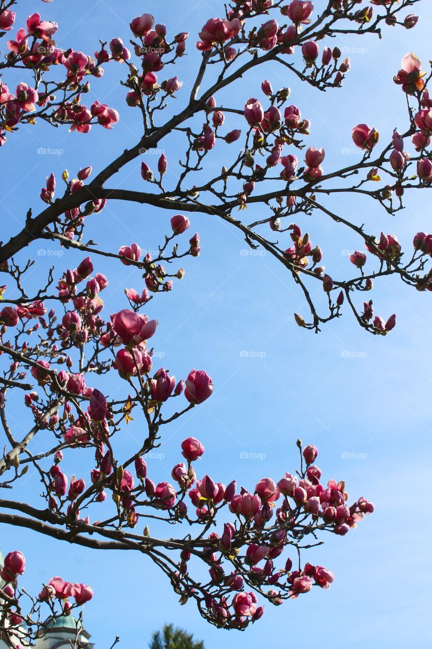 Close up of a magnolia branch with pink buds under a clear cloudless sky.  New life