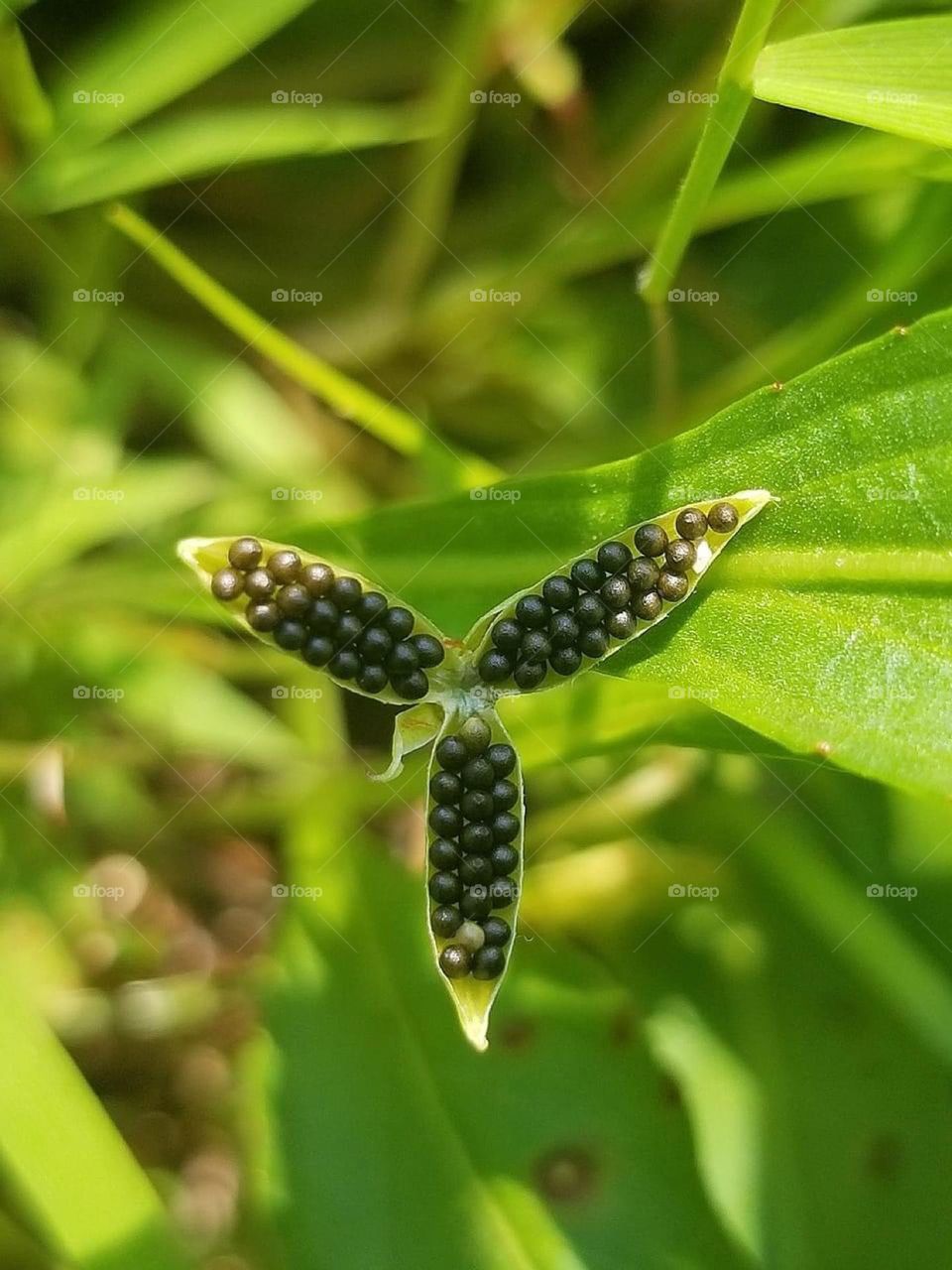 I have always loved capturing the beauty of nature, especially in the small things. 