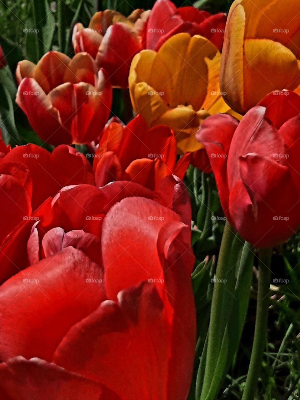 close-up of tulips in spring garden