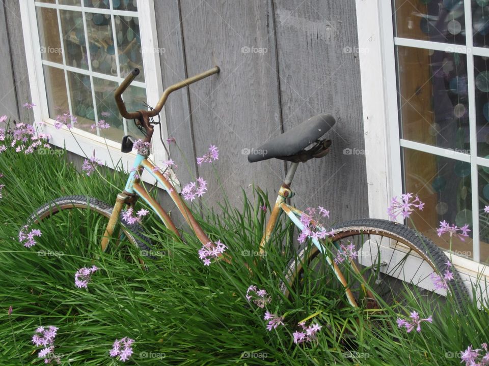 Old rusty bike in garden flower bed 
