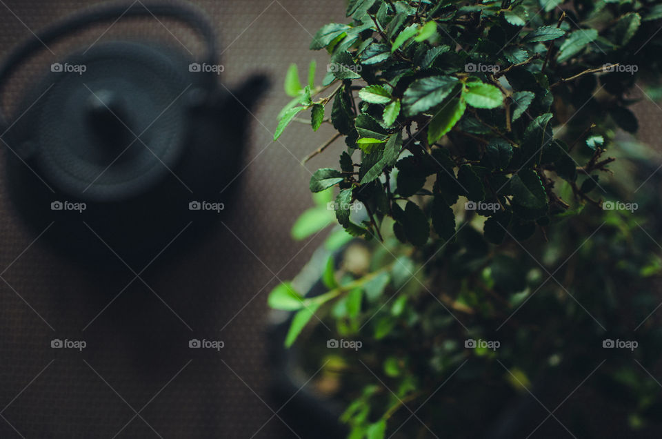 bonsai tree in close up