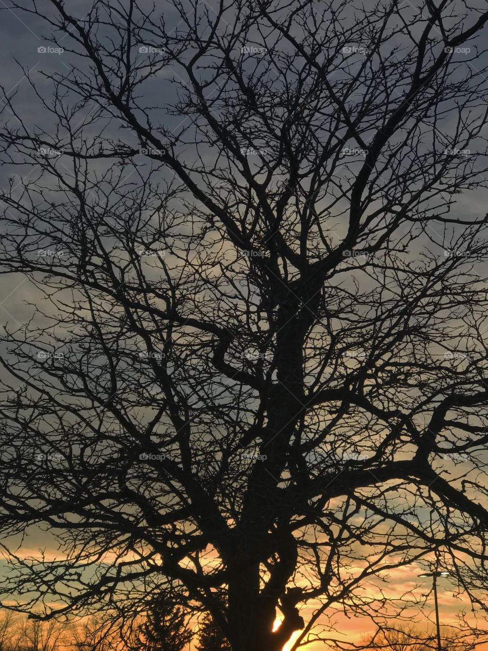 Sunset and the tree during winter evening 