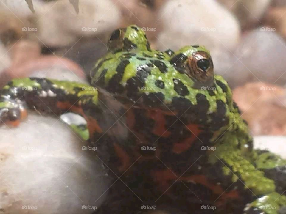 forebelly toad close up
