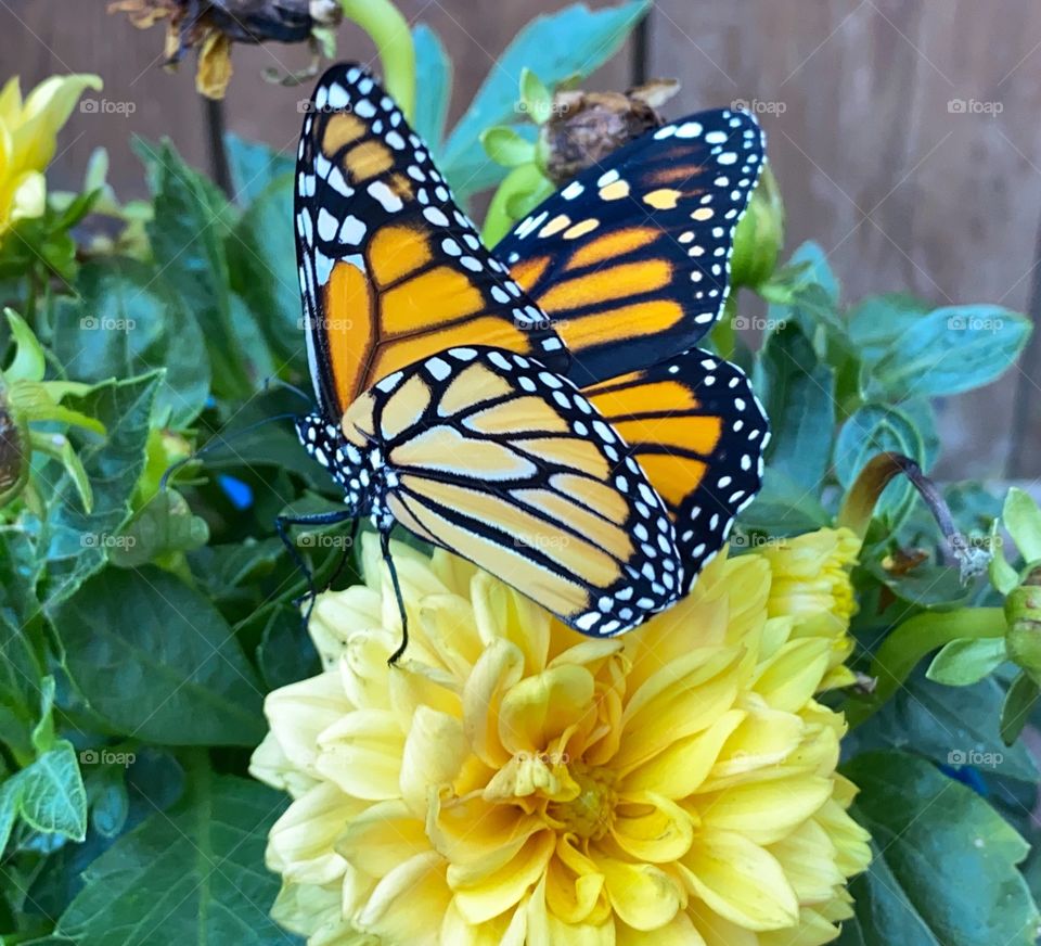 Monarch butterfly 