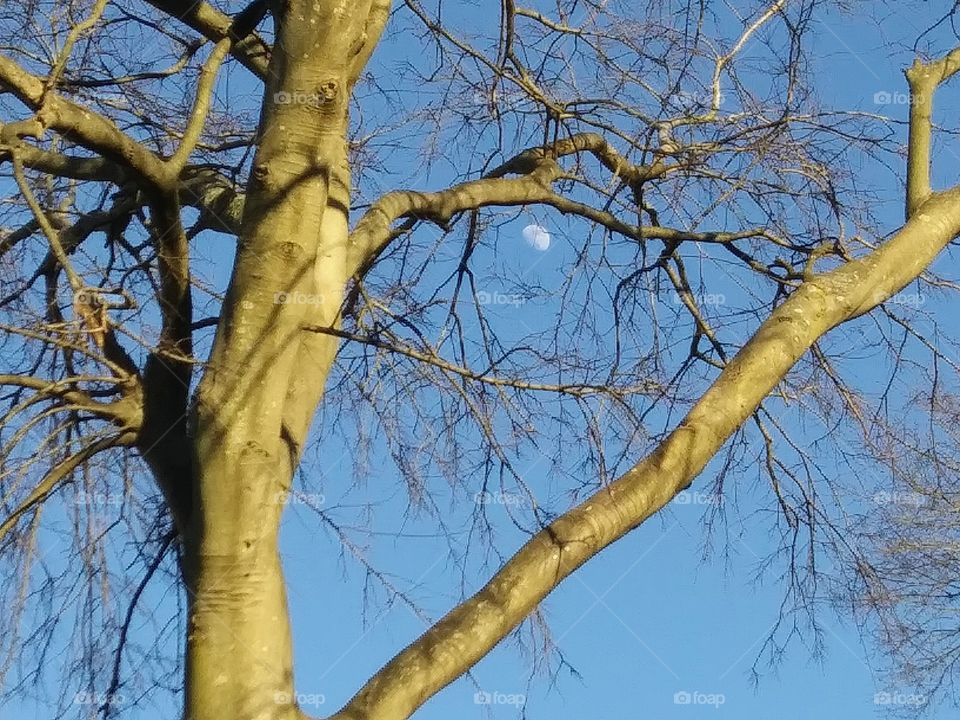 tree in afternoon light