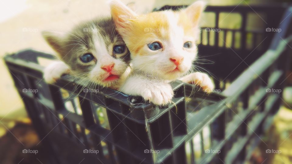 Kittens in plastic basket