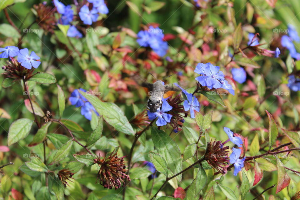 Hummingbird hawkmoth closeup with purple flowers in Gloucestershire