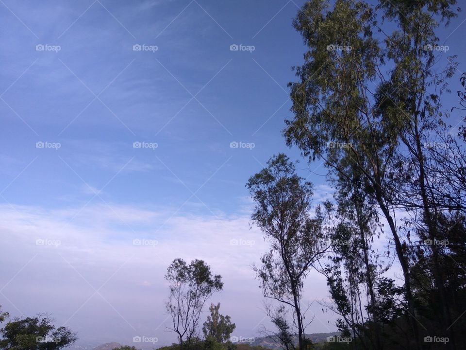 Clean blue sky with tall trees