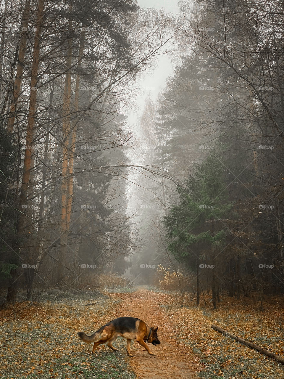 Walking with German shepherd dog in autumn forest