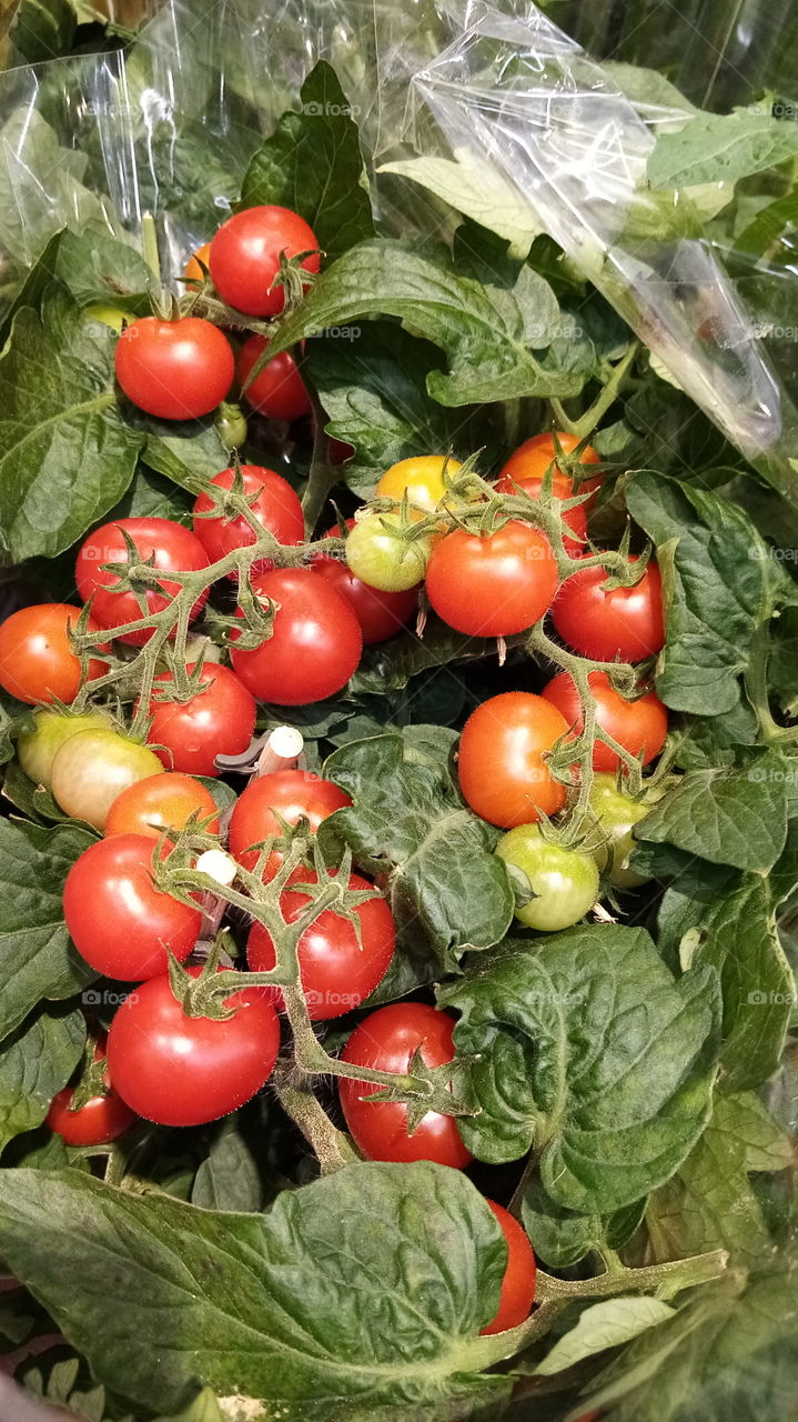 Tomaten