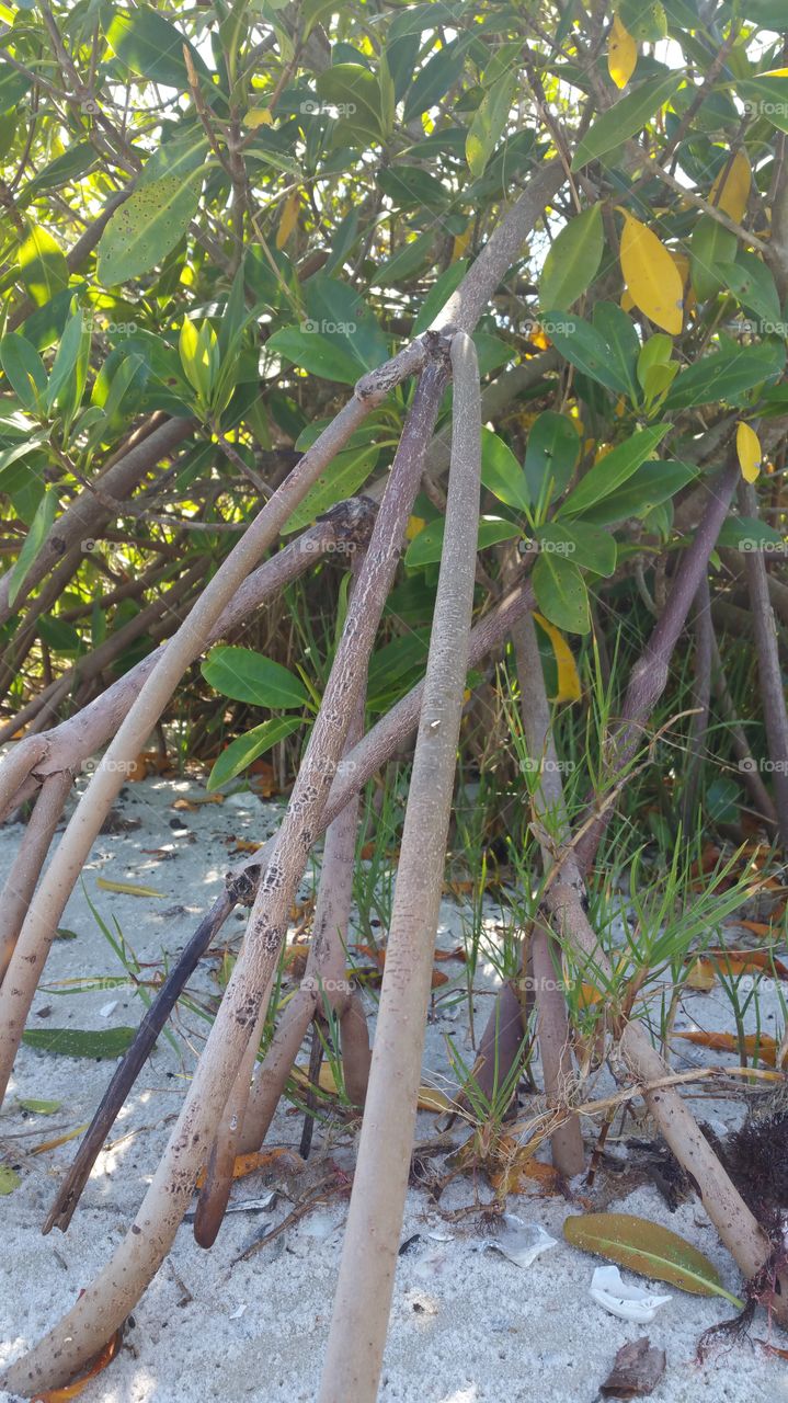 mangrove plant