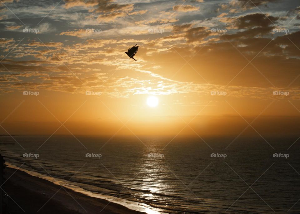 Silhouette of a crow flying in the distance of a beautiful sunrise