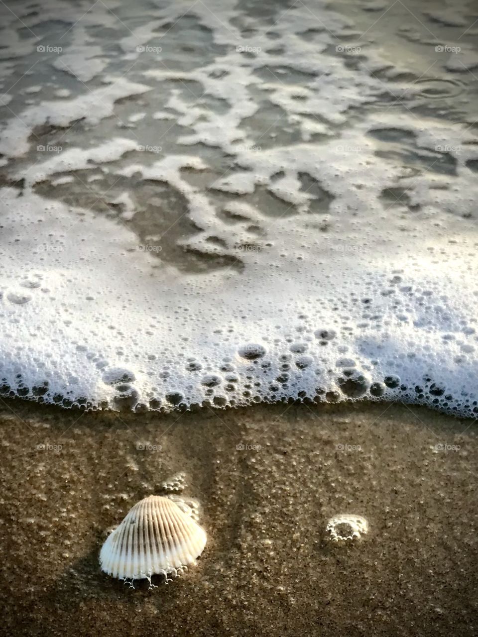 Tiny sea shell by the sea shore
