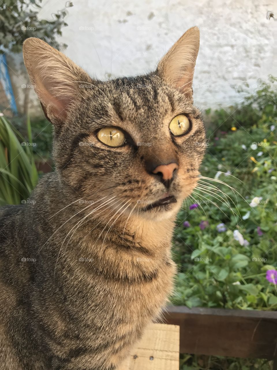 Don’t you look at your cat’s big eyes and wonder what are they seeing there in the distance, when they are starting away at something.