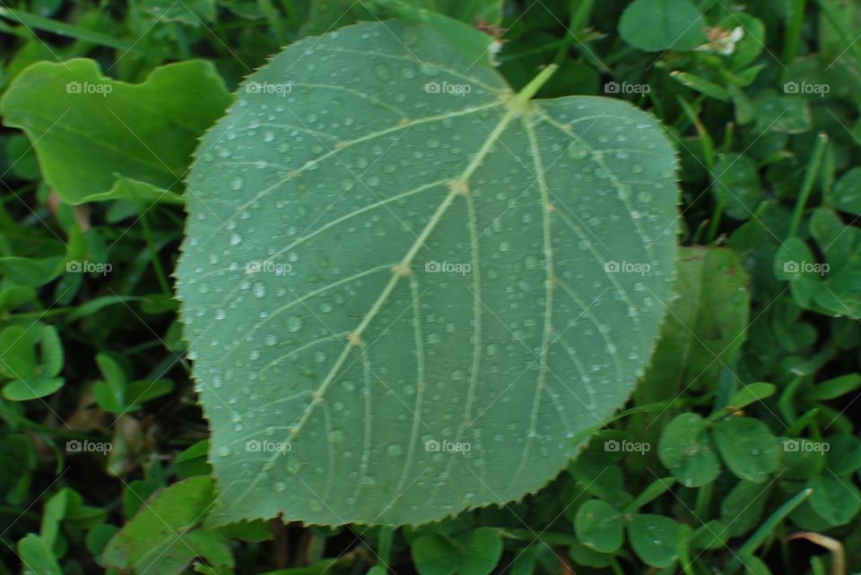 Leaf with droplets