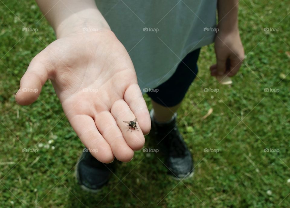 Young boy holding a fly