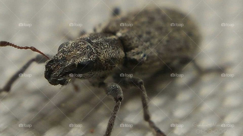 There's Bugs Everywhere!