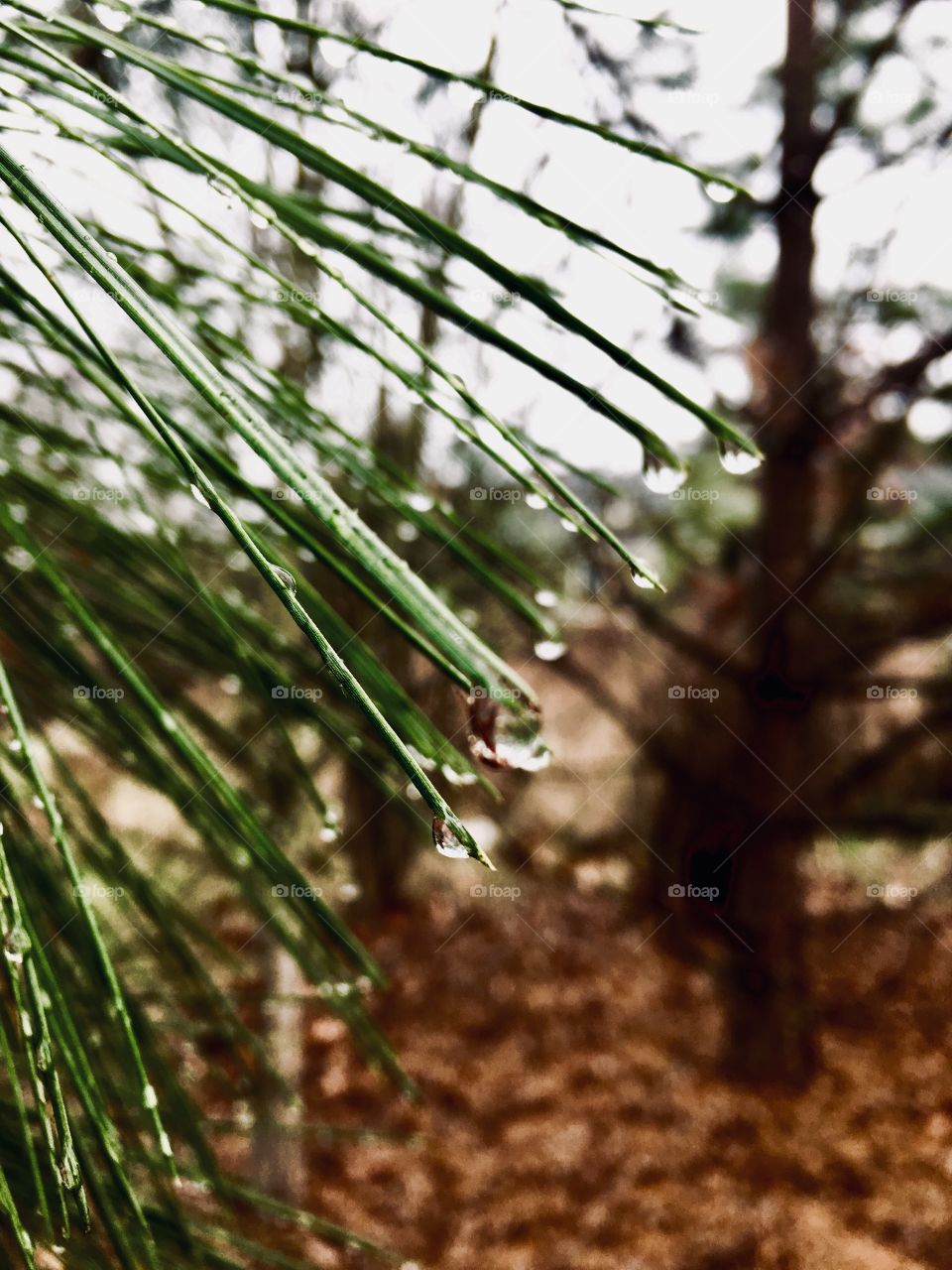 Wet pine needles 3
