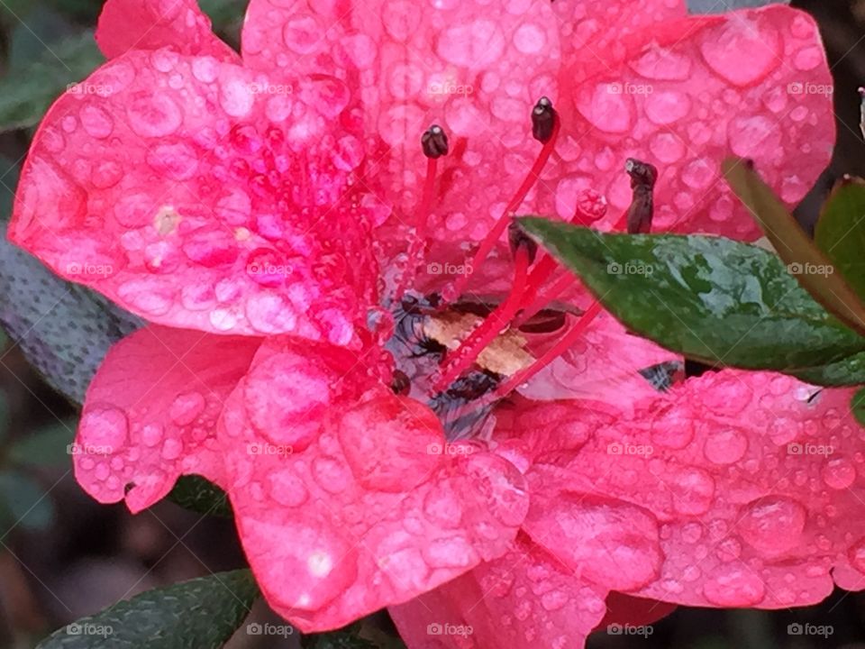 Raindrops on rhododendron 